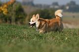 CORGI PEMBROKE 1155